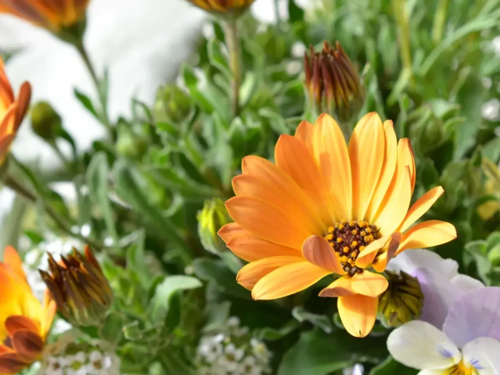 エフルールの寄せ植え